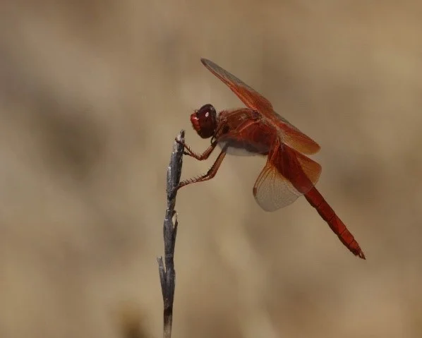 Dragonfly Walk & Learn at the Rogue River Preserve [PHOTOS]